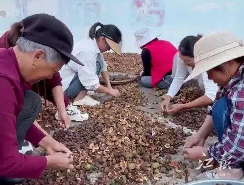 10 万公斤茶果晾晒难，派出所伸出援手，这是怎么回事？  第4张