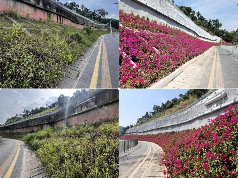 深圳吉华街道再添新景观，2600 平方米花海惊艳亮相  第1张