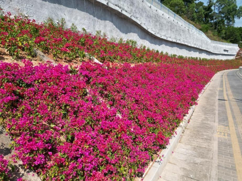 深圳吉华街道再添新景观，2600 平方米花海惊艳亮相  第2张