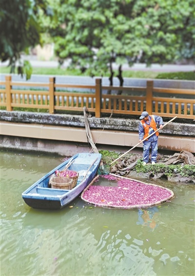 广州清晨：水上环卫工守护粉色花海，人与自然和谐共生的美丽画卷