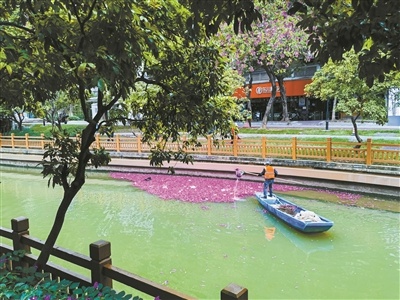 广州清晨：水上环卫工守护粉色花海，人与自然和谐共生的美丽画卷  第2张