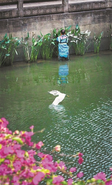 广州清晨：水上环卫工守护粉色花海，人与自然和谐共生的美丽画卷  第4张