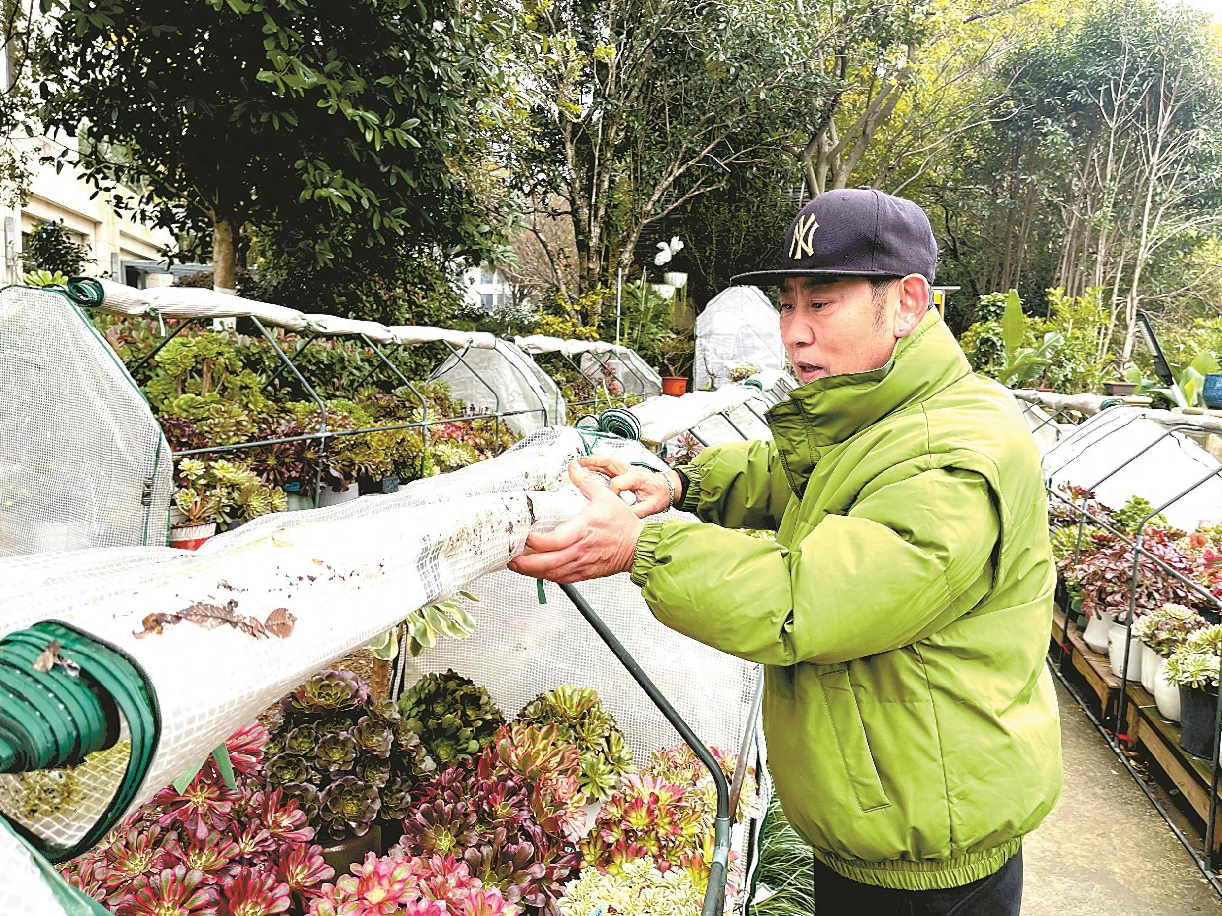 六旬老人打造300㎡多肉仙境，600盆奇景惊艳全城  第1张