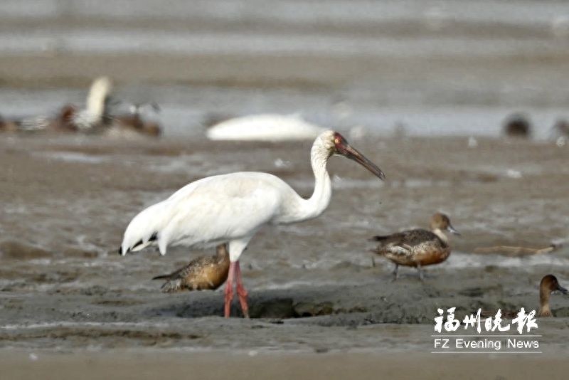 白鹤连续三年造访闽江河口湿地，生态环境改善引发奇迹