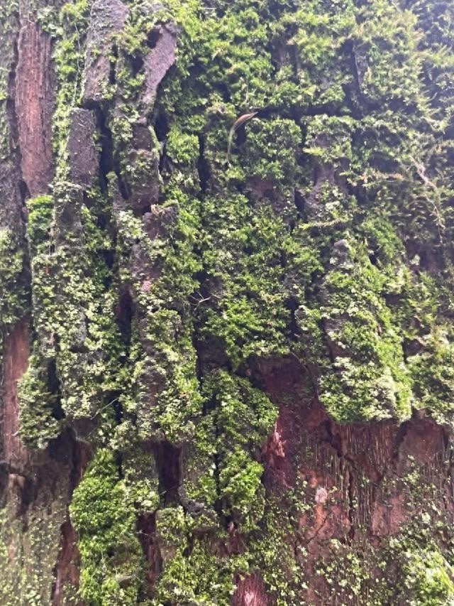 宝山区惊现珍稀苔藓！天目疣鳞苔首次跨省现身，生态环境保护成效显著