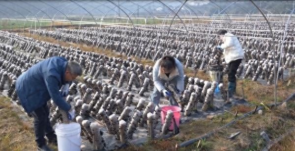 冬季里的丰收奇迹：小木耳如何助力乡村振兴，20分钟采一桶的秘密揭晓  第1张
