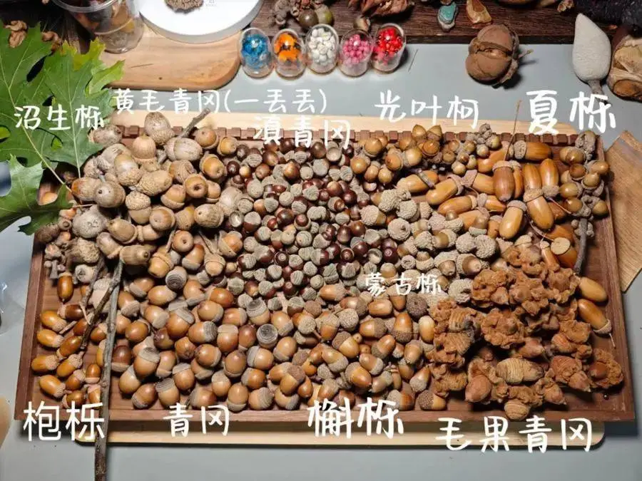 游客疯狂破坏植物只为捡秋，辰山植物园小叶青冈惨遭‘剃头’  第3张