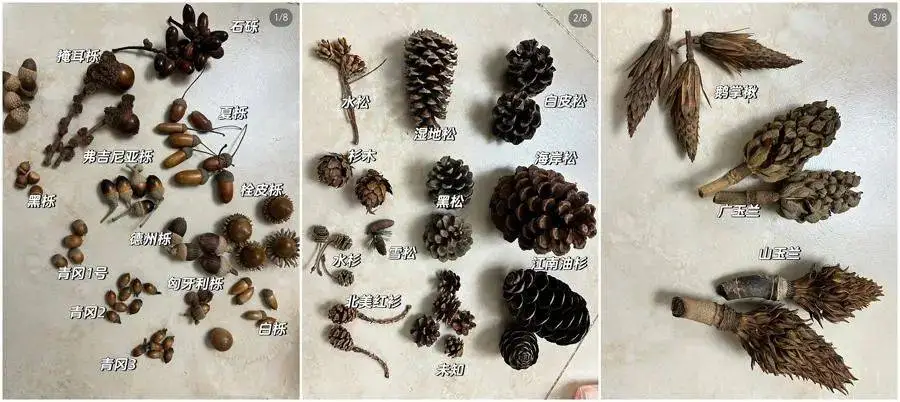 游客疯狂破坏植物只为捡秋，辰山植物园小叶青冈惨遭‘剃头’  第4张