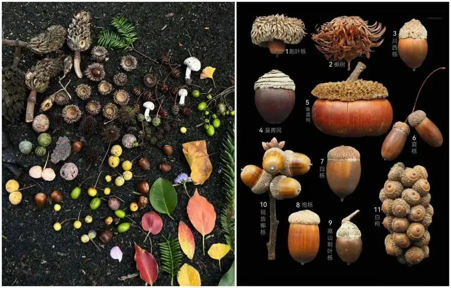 游客疯狂破坏植物只为捡秋，辰山植物园小叶青冈惨遭‘剃头’  第9张