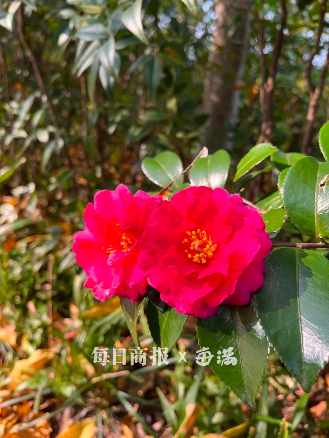 零下气温来袭！今天最低仅0.3℃，你准备好迎接寒冬了吗？  第3张