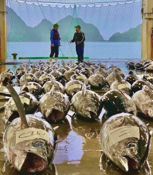 蓝鳍金枪鱼种群复苏？2025年捕捞配额提高，日本寿司界迎来新希望