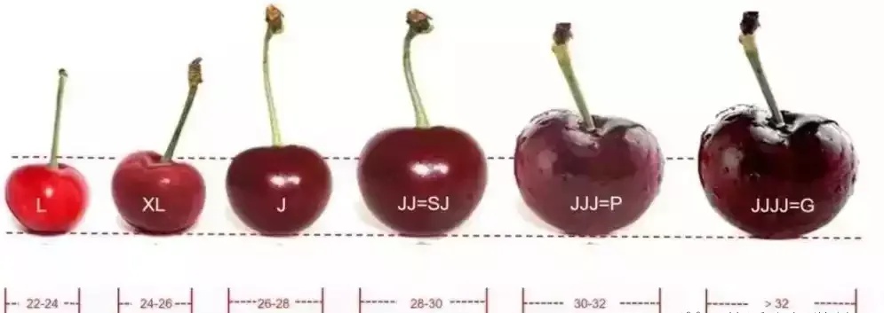 智利车厘子价格暴跌！1.1万吨超鲜抵达，你准备好了吗？  第4张