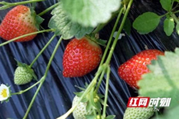 临武草莓季来袭！头茬草莓抢鲜上市，开启今冬莓好生活