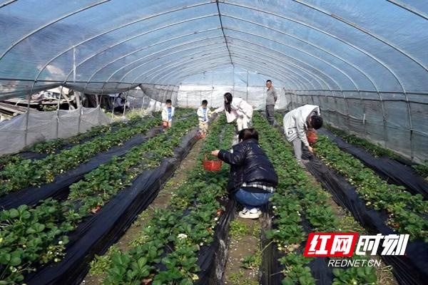 临武草莓季来袭！头茬草莓抢鲜上市，开启今冬莓好生活  第2张