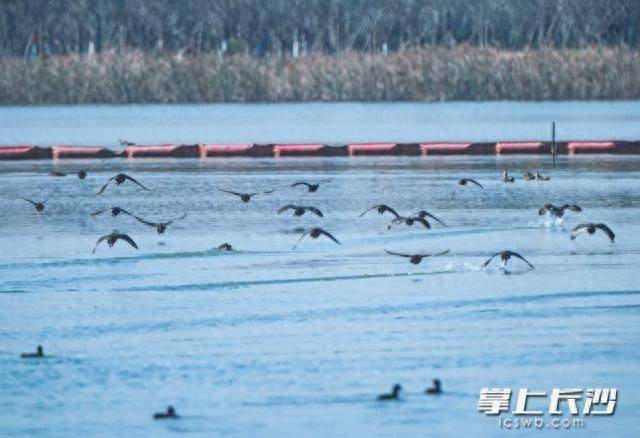 珍稀鸟类回归！东方白鹳、中华秋沙鸭现身长沙松雅湖，生态奇迹引爆观鸟热潮  第1张