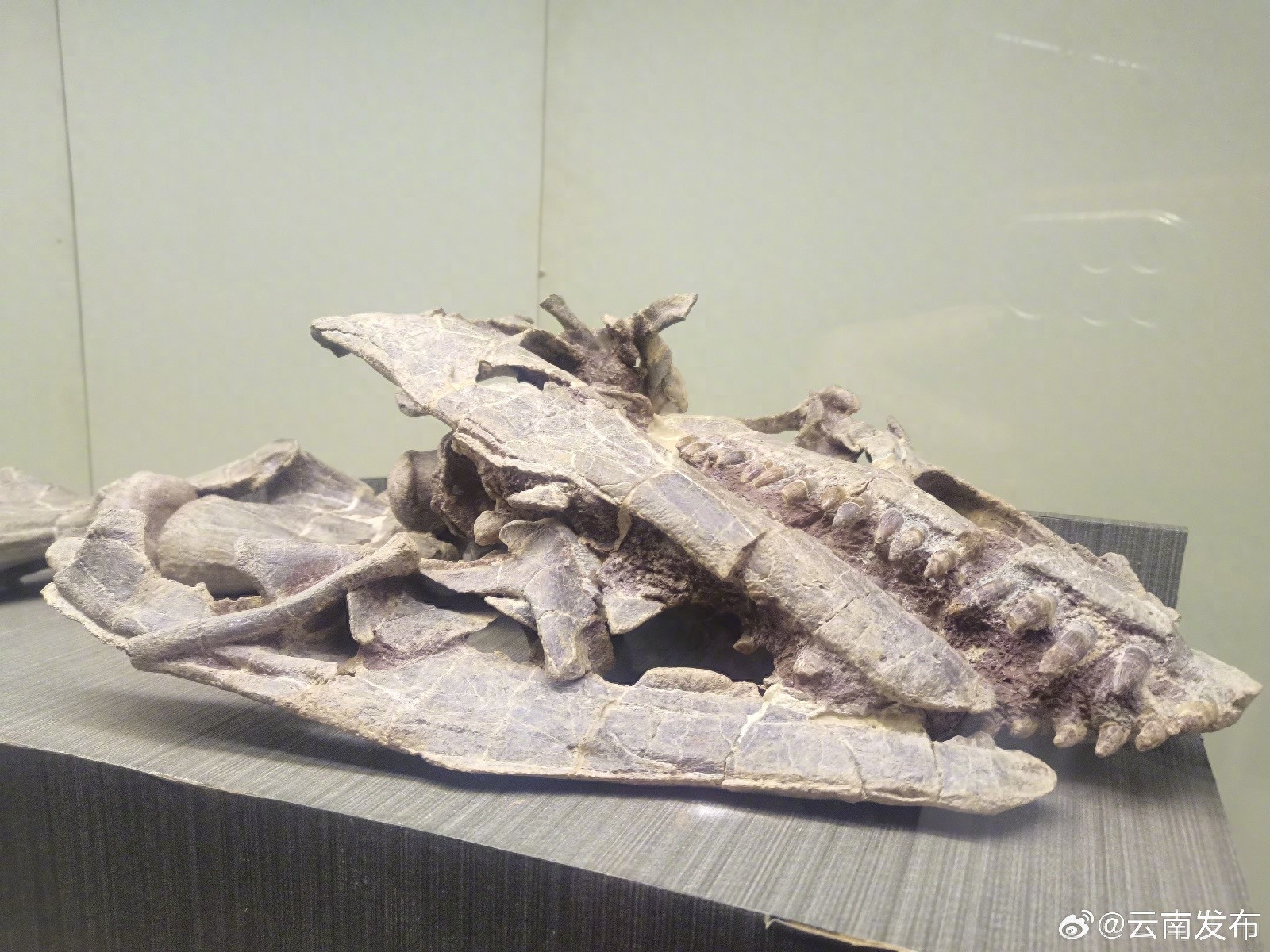 云南禄丰惊现40厘米巨型恐龙头骨，专家揭秘其神秘身世  第1张