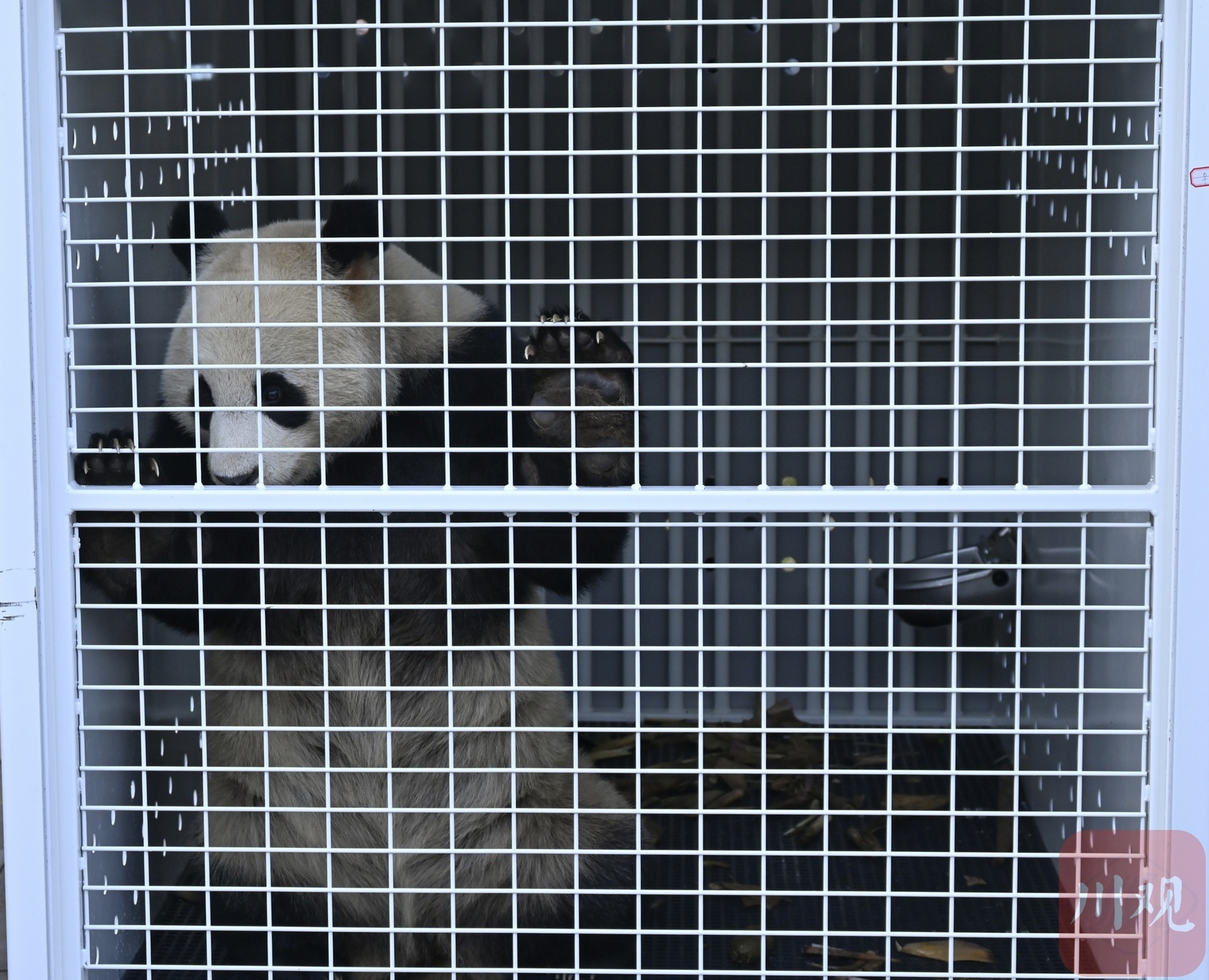 星秋怡兰启程赴澳，10年旅居生活开启，中澳大熊猫保护合作再续新篇章  第3张