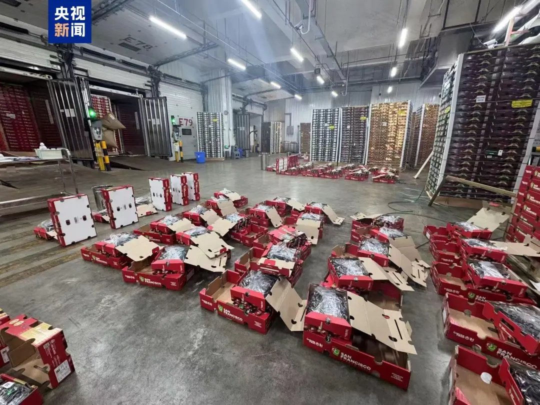 车厘子自由来了！1.1万吨智利车厘子空降广州，价格暴跌引爆抢购潮  第2张