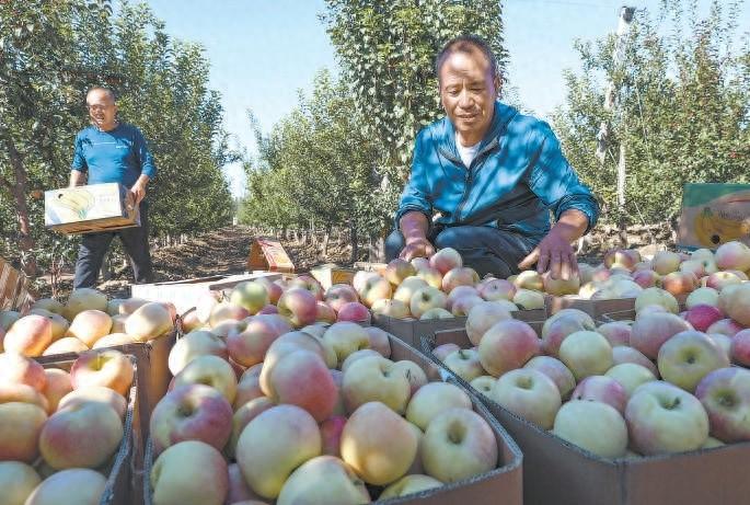 涿鹿：40.95 万亩水果种植，助力乡村振兴  第1张