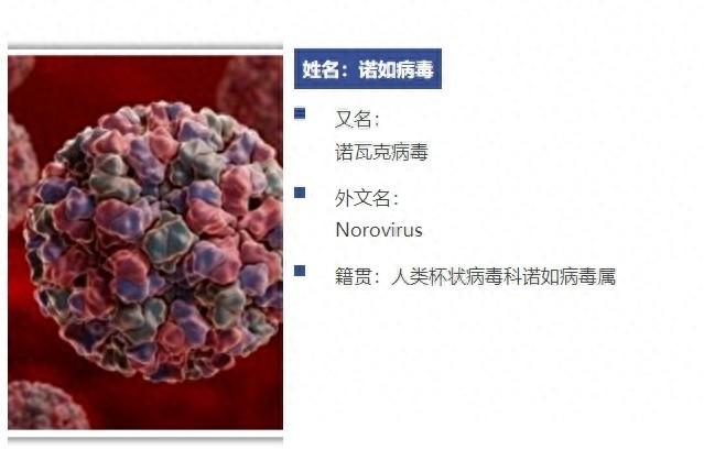 诺如病毒高发季！如何预防？一文带你了解它的前世今生  第1张
