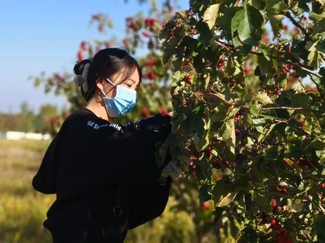 金秋丰收季，明安镇山楂园里的红灯笼熟了  第5张