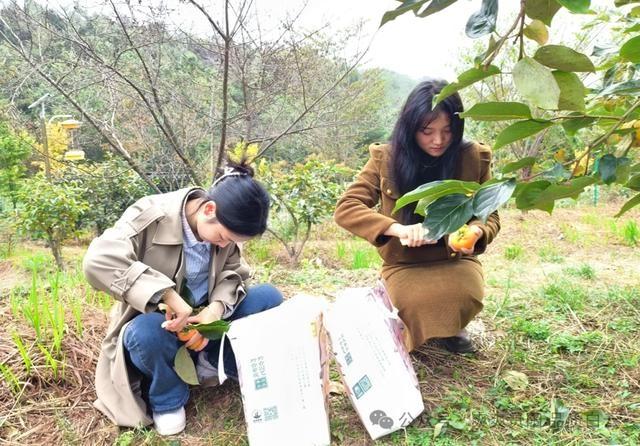 金秋十月，白云区石龙村脆柿基地喜迎丰收，快来品尝这甜润爽脆的原生态美味  第4张