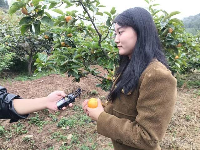 金秋十月，白云区石龙村脆柿基地喜迎丰收，快来品尝这甜润爽脆的原生态美味  第5张