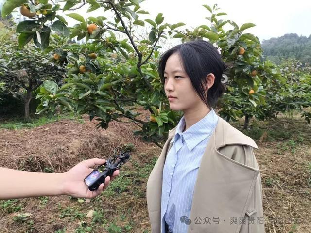 金秋十月，白云区石龙村脆柿基地喜迎丰收，快来品尝这甜润爽脆的原生态美味  第6张
