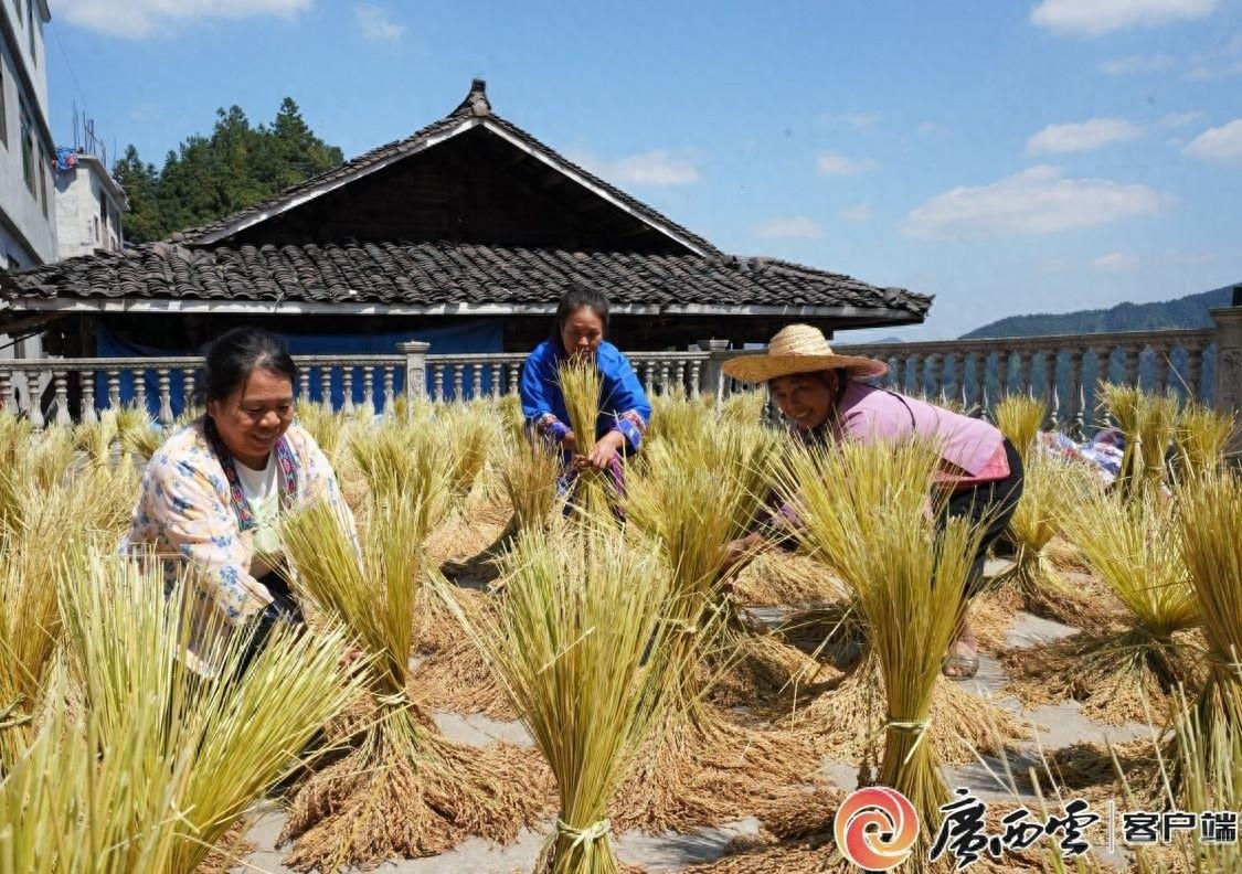 10 月 16 日，2024 年世界粮食日广西主会场活动等你来  第1张