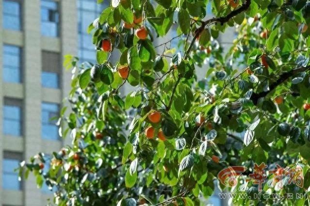 西北工业大学第六届柿子文化节：硕果见证成长，三大板块等你来  第1张