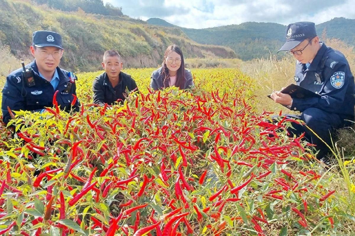 甘肃清水县：辣椒丰收季，警察蓝守护辣椒红  第1张