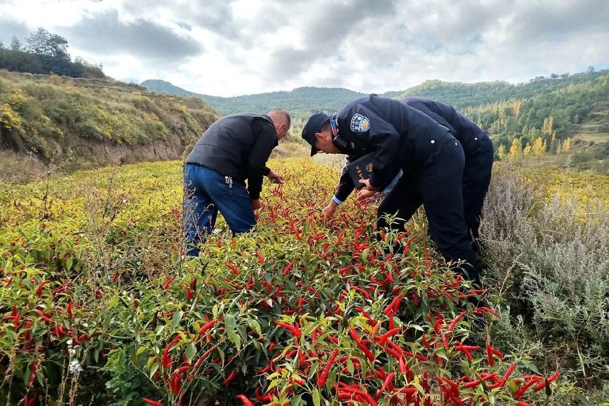 甘肃清水县：辣椒丰收季，警察蓝守护辣椒红  第2张
