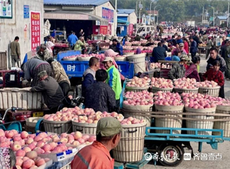金秋十月，烟台苹果丰收，果农却为何着急上火？  第1张