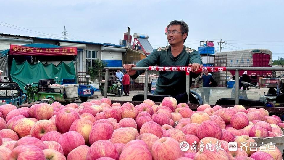 金秋十月，烟台苹果丰收，果农却为何着急上火？  第2张