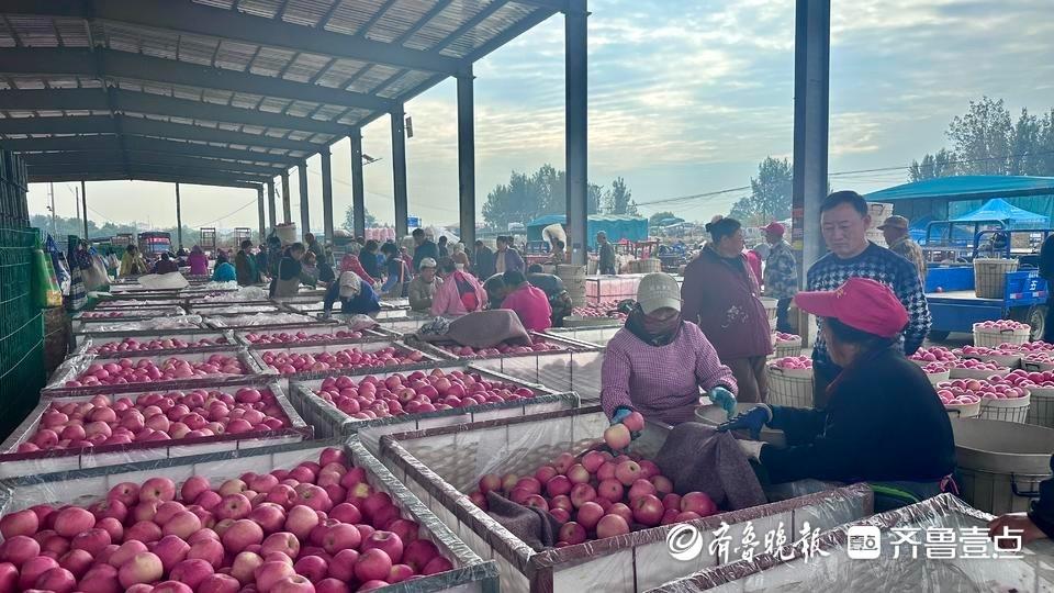 金秋十月，烟台苹果丰收，果农却为何着急上火？  第4张