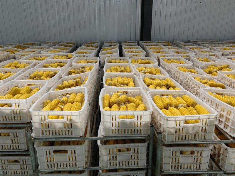 从种植到加工仅 40 分钟，桦南县驼腰子镇黏玉米产业助力乡村振兴  第2张