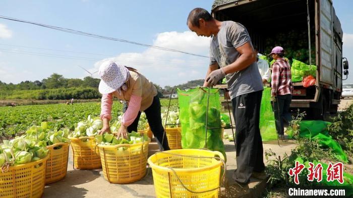 1000 亩撂荒地变身菜篮子，江永供港蔬菜成粤港澳餐桌香饽饽  第2张