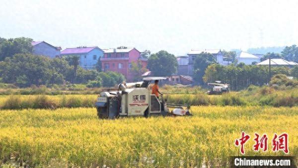 湖南永州 2.7 万亩晚稻丰收，种粮大户李小兵每亩地预计增收 50 元  第1张