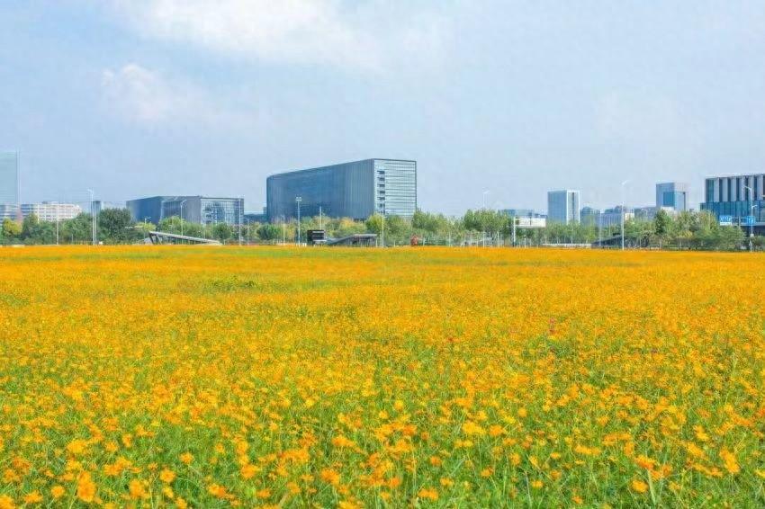 合肥高新区长宁中心变身美丽花园，硫华菊和百日草惊艳绽放