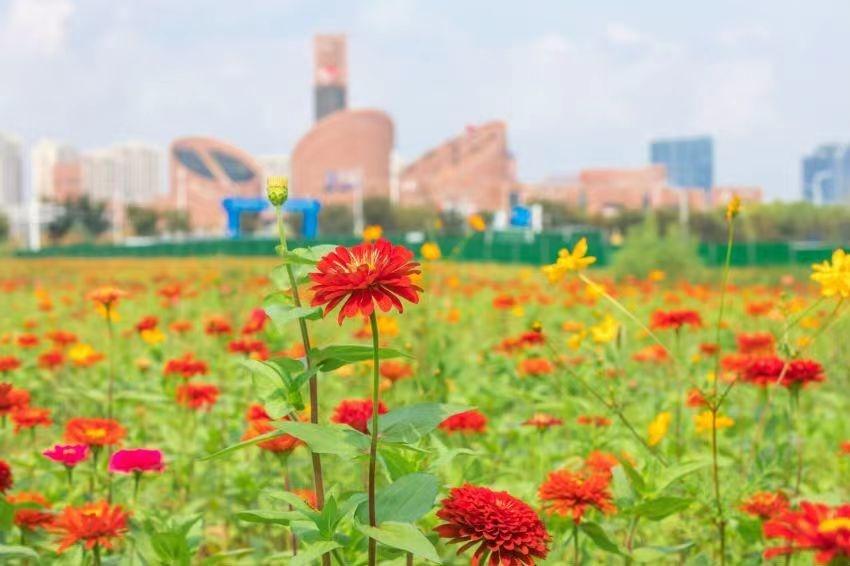 合肥高新区长宁中心变身美丽花园，硫华菊和百日草惊艳绽放  第2张