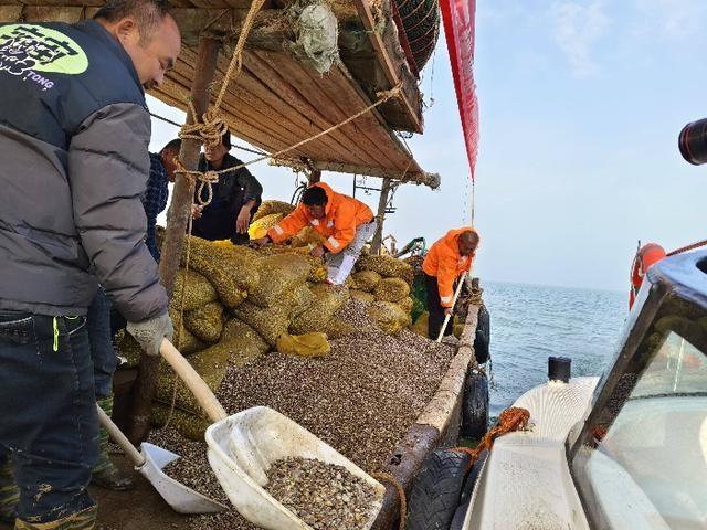 120 吨文蛤、四角哈蜊苗种投放沾化海域,滨海镇海上粮仓建设迈出坚实一步 第2张 120 吨文蛤、四角哈蜊苗种投放沾化海域,滨海镇海上粮仓建设迈出坚实一步 第2张