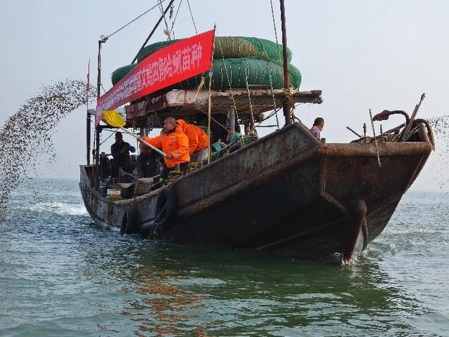 120 吨文蛤、四角哈蜊苗种投放沾化海域,滨海镇海上粮仓建设迈出坚实一步 第3张 120 吨文蛤、四角哈蜊苗种投放沾化海域,滨海镇海上粮仓建设迈出坚实一步 第3张