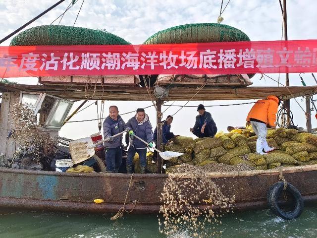120 吨文蛤、四角哈蜊苗种投放沾化海域,滨海镇海上粮仓建设迈出坚实一步 第4张 120 吨文蛤、四角哈蜊苗种投放沾化海域,滨海镇海上粮仓建设迈出坚实一步 第4张