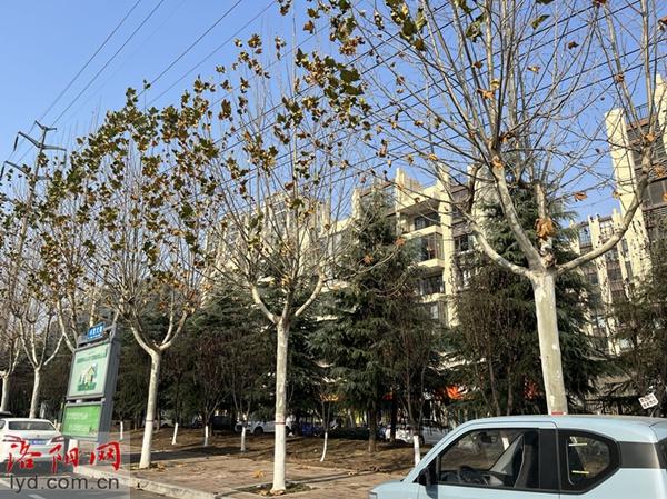 洛阳首次大规模修剪法桐！新树形三股六杈杯状形，你见过吗？  第2张