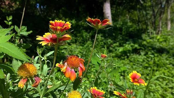 从废弃空地到国际金奖,北京广阳谷城市森林公园的华丽转身 第2张 从废弃空地到国际金奖,北京广阳谷城市森林公园的华丽转身 第2张