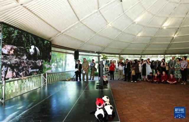 15 年陪伴！旅澳大熊猫网网和福妮即将启程回国，引发无数人泪目  第1张