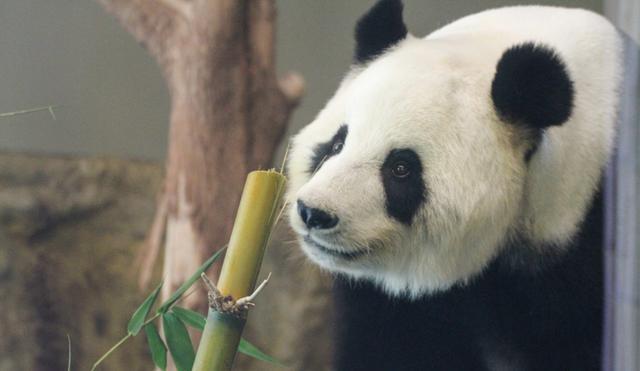 15 年陪伴！旅澳大熊猫网网和福妮即将启程回国，引发无数人泪目  第3张