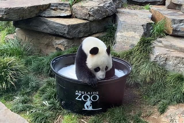 15 年陪伴！旅澳大熊猫网网和福妮即将启程回国，引发无数人泪目  第4张