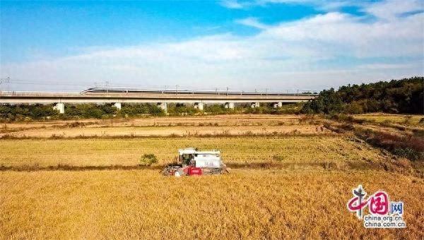 黑龙江秋粮大丰收！铁路创新举措助力，让全国人民吃得更放心