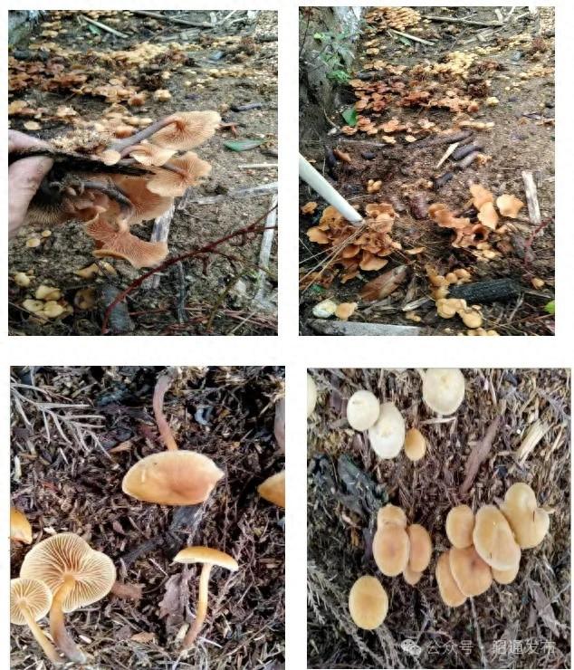 小心！这种小个子野生菌剧毒，误食危及生命